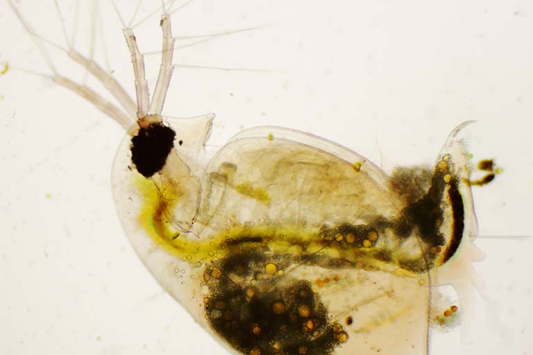 Daphnia pulex or common water flea under the microscope.